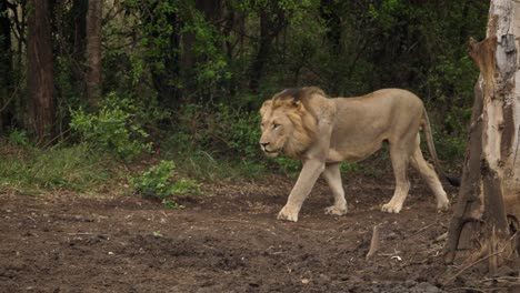 lion-walking-and-comes-together-with-other-lions