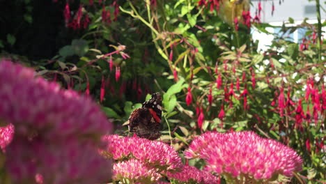 un primer plano de una mariposa recogiendo polen de una flor rosa, en un jardín inglés