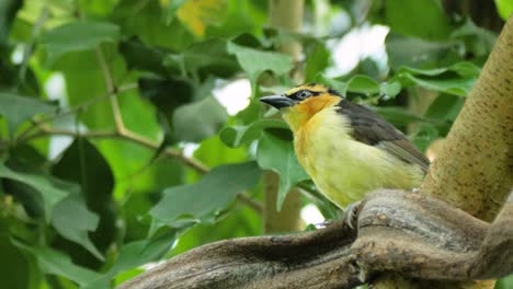 primer plano de una hermosa tejedora de cuello negro sentada en una rama