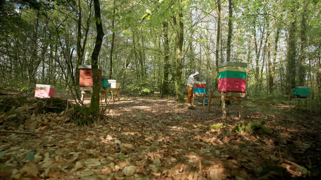 Včelař prochází lesním včelínem a kontroluje různé barevné úly umístěné na lesní půdě. Široký záběr venkovského prostředí.