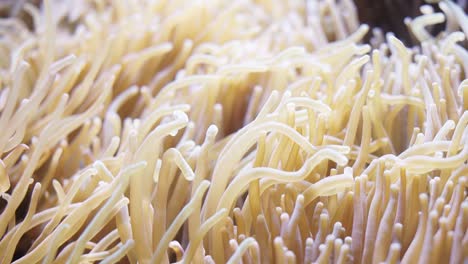 Close-up-shot-of-anemone,-dark-shadow-from-fish-moving-over-the-organism