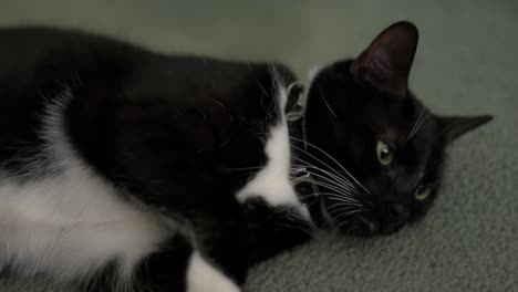 Close-up-of-a-small-black-and-white-cat-with-a-black-collar,-rolling-around-on-a-carpet