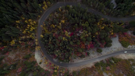 Gorgeous-colorful-trees-in-Utah-by-the-Alpine-Scenic-Loop,-aerial-downwards-view