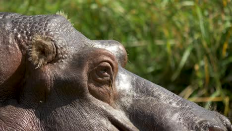 close-up portrait shot of the head of a hippopotamus, beautiful green backdrop