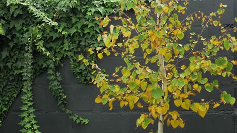 Leaves-of-paper-birch-tree-in-fall-colours-rustling-in-wind-standing-out-vividly-against-black-wall