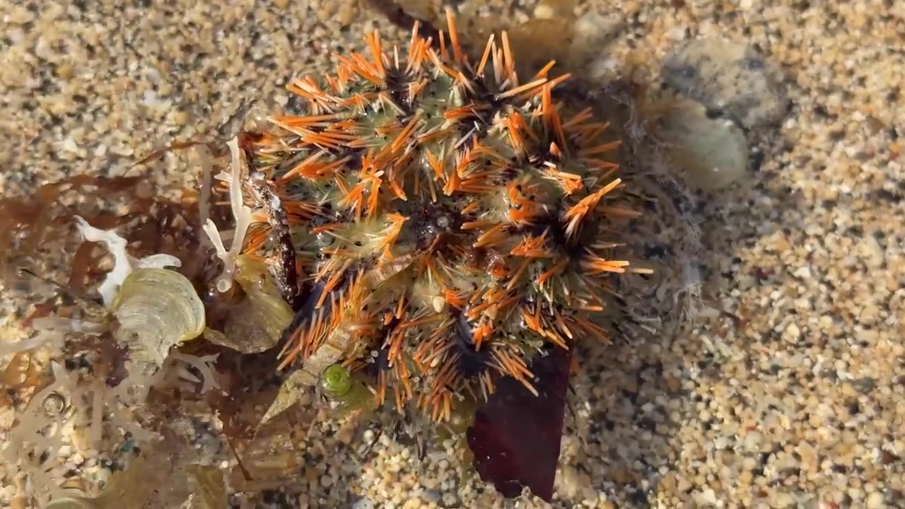 Ouriço-do-mar laranja repousando no fundo arenoso do oceano