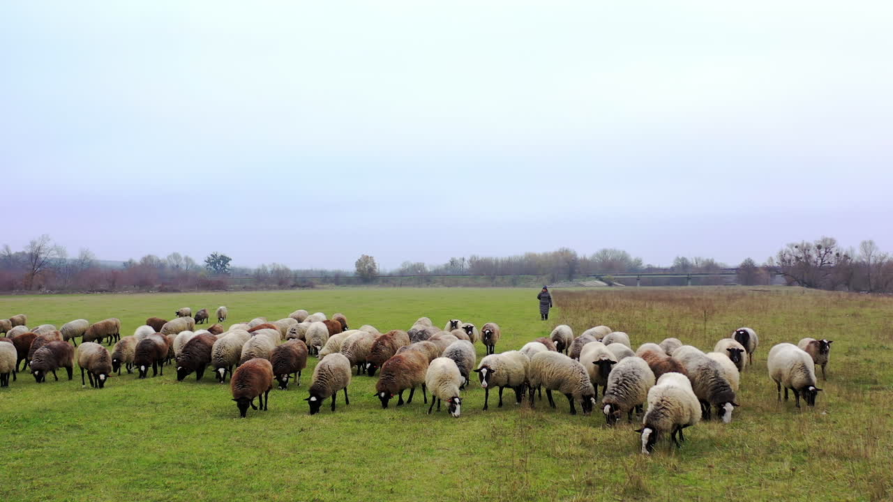 Sheep grazing in late autumn. Herding sheep in a field. Group of woolly white and brown animals on nature landscape.