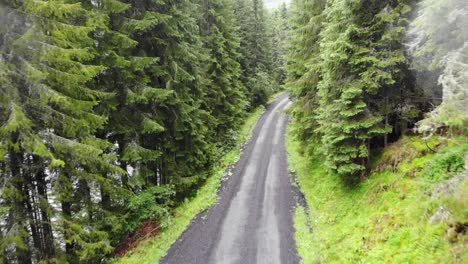 Narrow,-worn-out-road-across-a-pine-forest