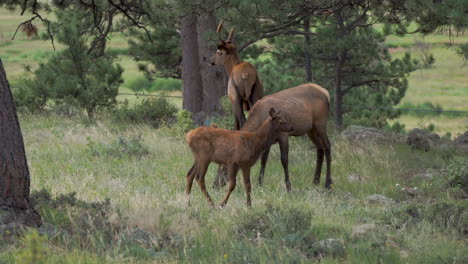 heard of elk with babies