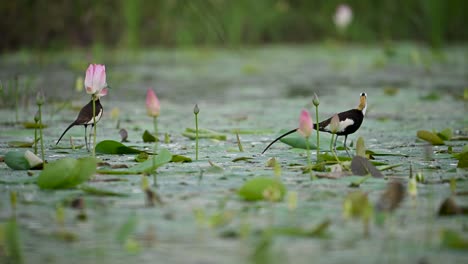 a pair of pheasant-tailed jacanas seen together among blooming water lilies