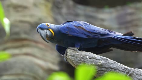 hyacinth macaw, anodorhynchus hyacinthinus, perched on tree branch, biting or grooming its foot due to irritation, infection, discomfort, stress, medical issues, or behavioural problems