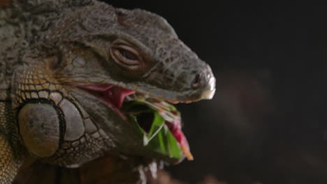 iguana verde comiendo dieta herbívora