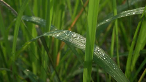 4k dew water on green leaves