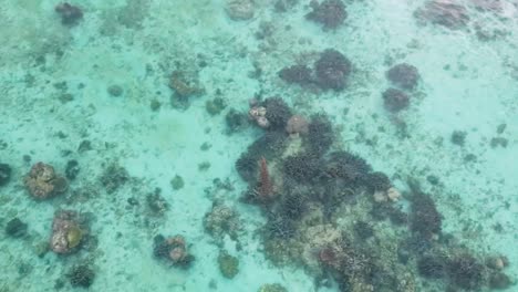 Overhead-Drone-Shot-Crocodile-Swimming-In-The-Sea,-Wildlife-Nature-Raja-Ampat-Indonesia