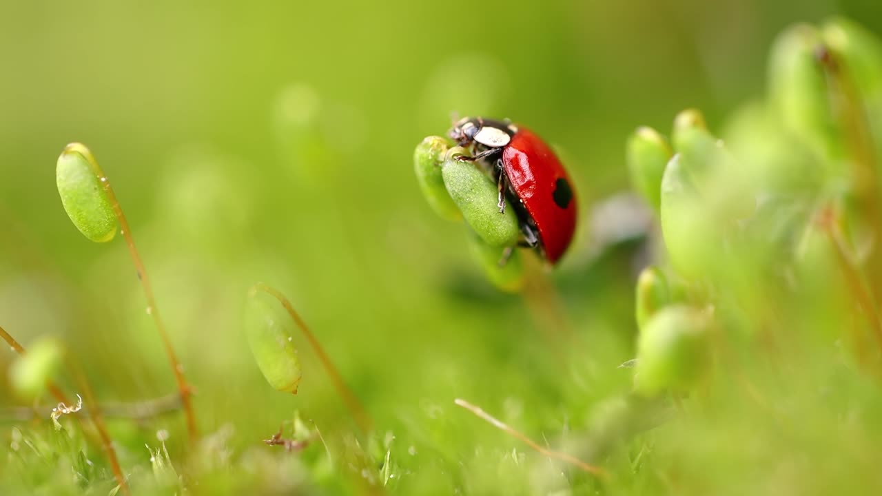 close-up de la vida silvestre de una mariquita en la hierba verde en el bosque