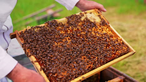 huge bee colony covering tightly the wax frame surface. working bees crawl over the cells with larvae. close up.