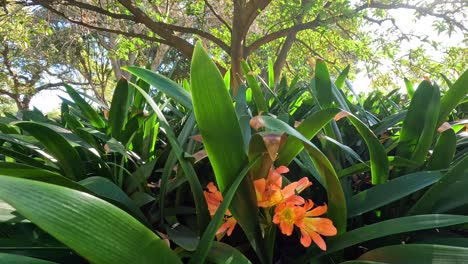 orange flowers amidst lush green foliage