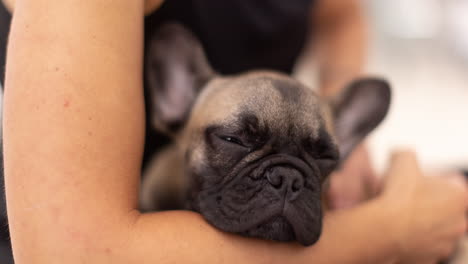 cute pet french bulldog puppy