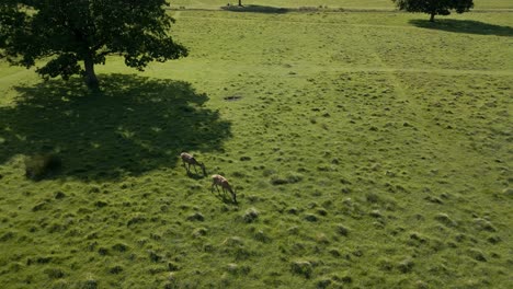 Hirsche-Grasen-Auf-Einer-Freifläche-Im-Richmond-Park