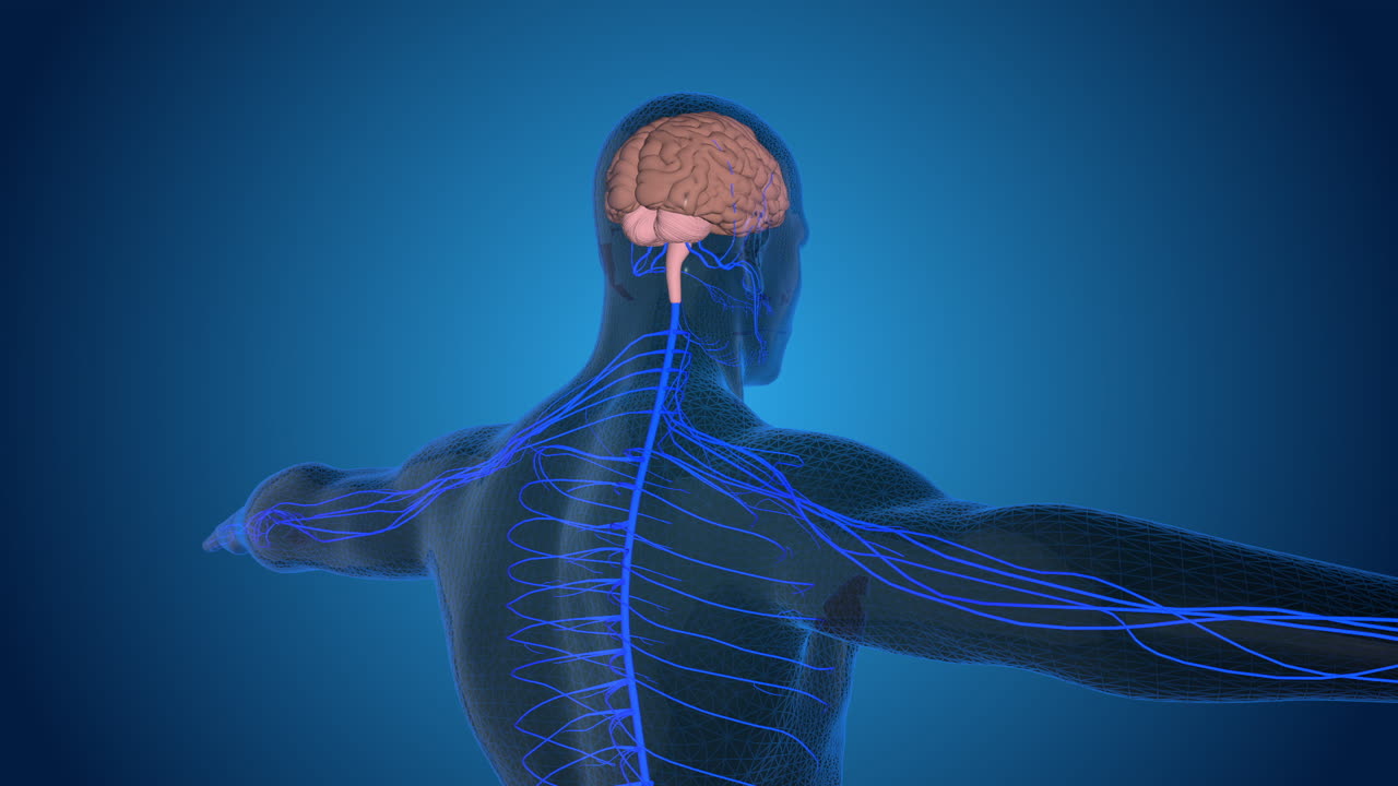 Human Nervous System Anatomy