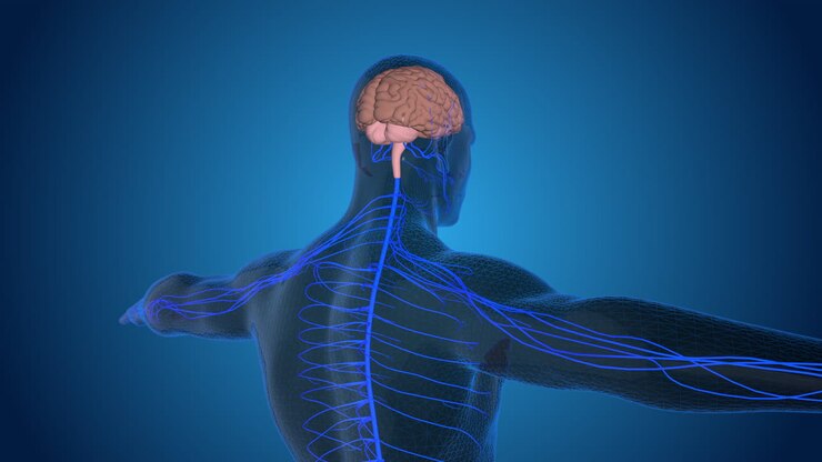 Human Nervous System Anatomy