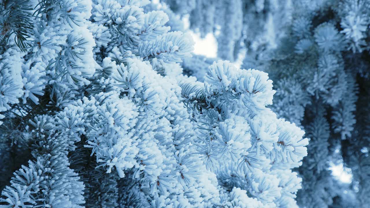 Blue Spruce tree needles covered with heavy white frost in cold winter