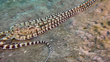 mimic octopus spreads tentacles and displays white and brown stripes