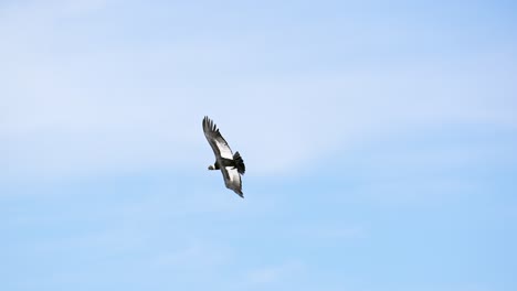 andean condor with adult plumage flying over the andes mountains with blue sky