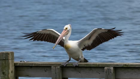majestic pelican spreading its wings on a dock by the water’s edge, capturing the beauty and grace of nature in a tranquil setting
