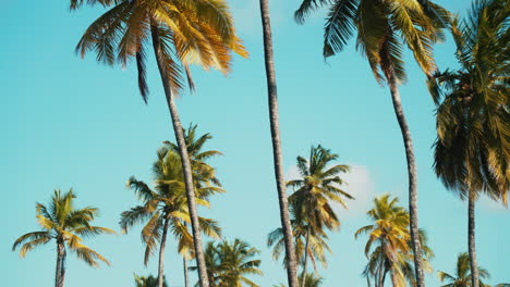 tall coconut palms under a blue sky on a warm summer day