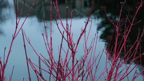 view of red branches swinging in the wind with a blue pond in the background