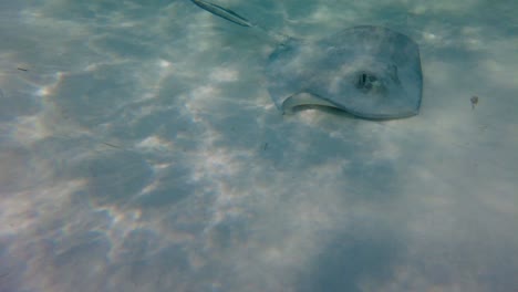 Una-Majestuosa-Mantarraya-Nadando-En-Su-Hábitat-Natural,-Una-Visión-única-De-La-Belleza-Del-Mundo-Submarino