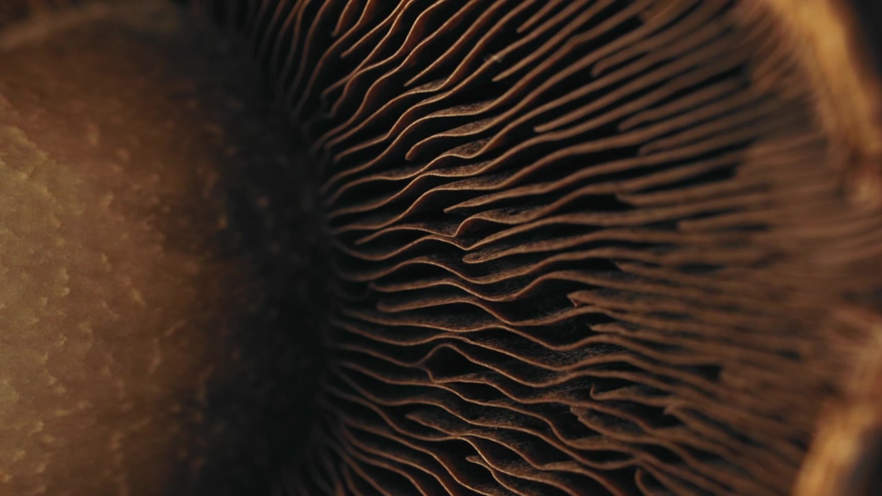 Ekstremt nærbillede med et makroobjektiv af undersiden af en Portobello-champignon. Optaget i 4K.