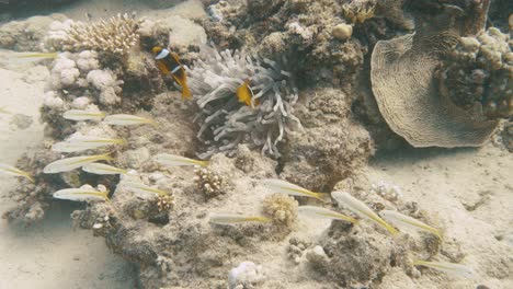 Dos-Peces-Payaso-Nadando-Alrededor-De-Su-Casa-De-Coral-Blando-En-4k