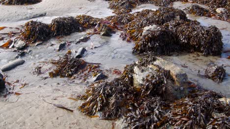 Agua-De-Mar-Que-Desemboca-En-El-Mar-Durante-La-Marea-Baja-Con-Algas