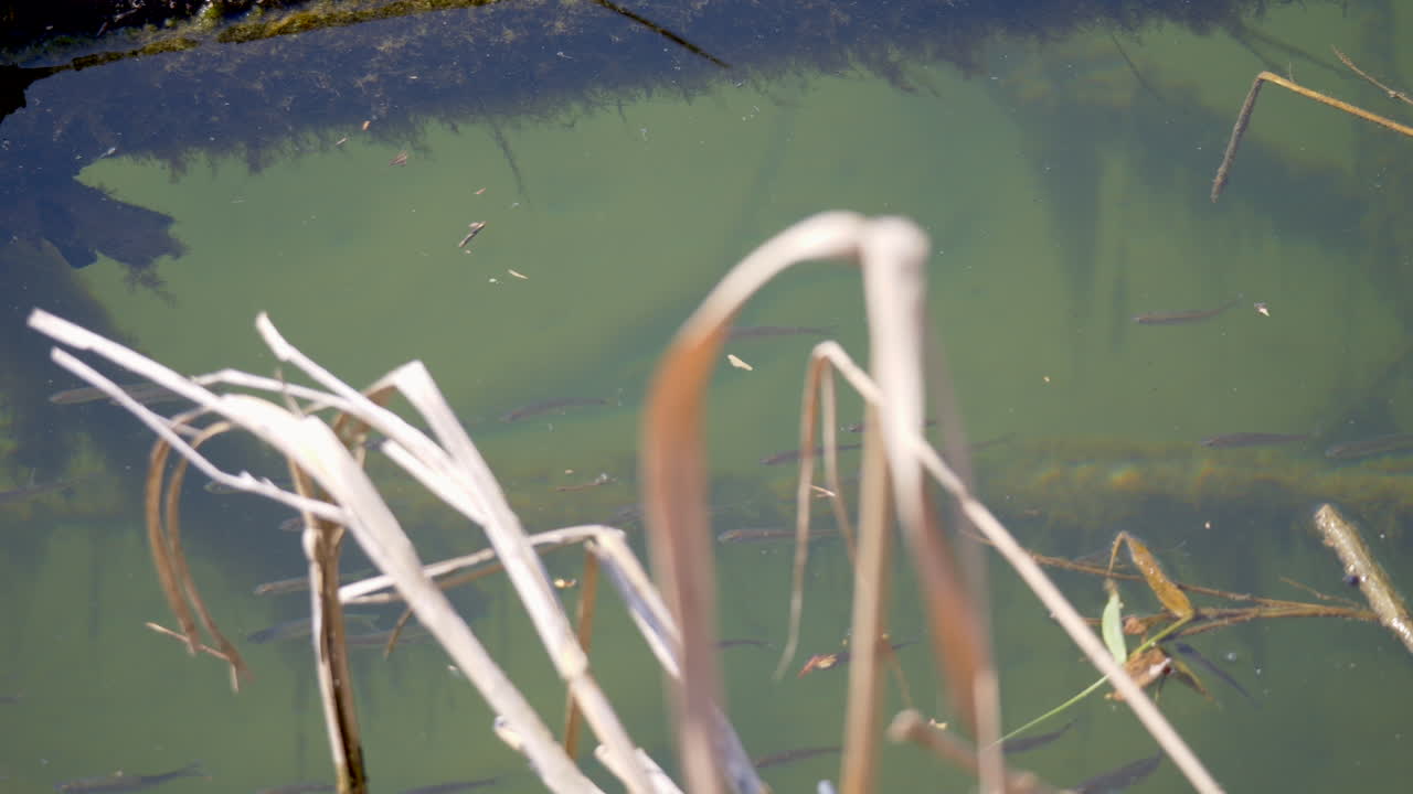 여름 동안 맑은 물 연못에서 검은색 작은 물고기가 함께 헤엄치는 모습을 보여주는 상위 뷰 - prores 422 추적 샷