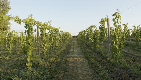 Weitwinkelaufnahme-In-Einem-Weinberg-Mit-Weinreben