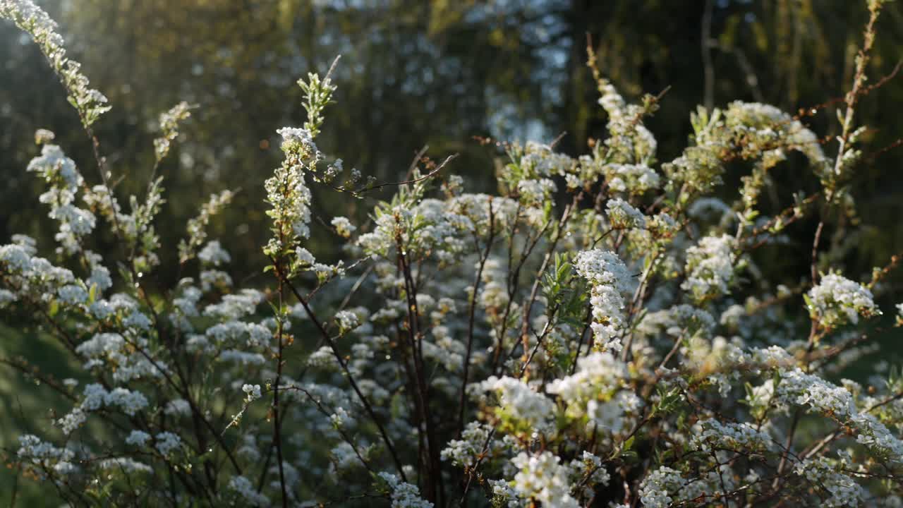 mañana fresca y soleada en la naturaleza, arbusto floreciente