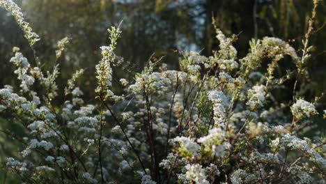 Fresh,-sunny-morning-in-nature,-blooming-bush