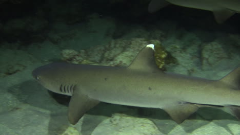 Grupo-De-Tres-Tiburones-De-Arrecife-De-Punta-Blanca-Patrullando-El-Arrecife-Por-La-Noche