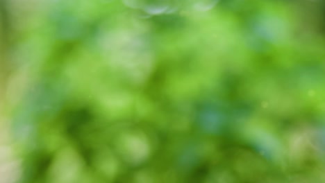 Abstract summer background with bokeh
