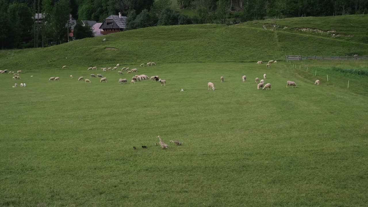 овцы и гуси пасутся на луге
