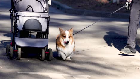 corgi walking beside a pet stroller outdoors