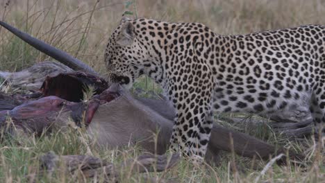 leopardo muerde trozos de carne de antelope muerto