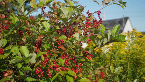 Reife-Wildkirschen,-Die-An-Ästen-Hängen