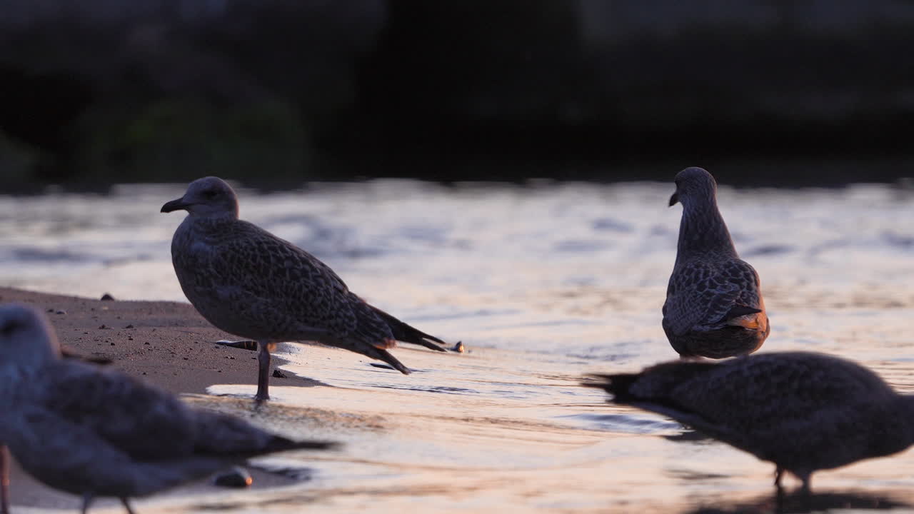 Group of juvenile seagulls foraging at shoreline during dawn, soft light reflecting on water