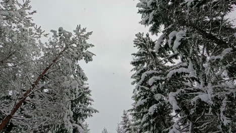 Sendero-En-El-Bosque-De-Abetos-Con-Nieve-Fresca-Durante-El-Invierno,-Cámara-Lenta-Inclinada-Hacia-Abajo