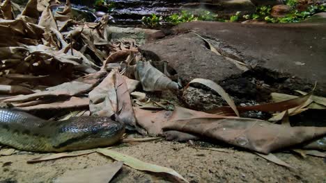 Serpiente-Se-Arrastra-Por-El-Suelo-Con-Hojas-Y-Hojas-En-Marruecos