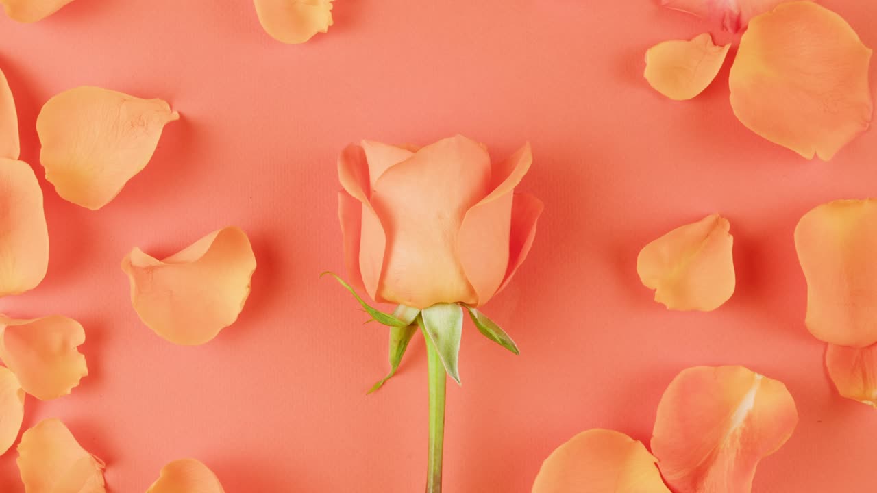 Orange Rose and Petals
