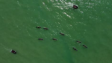 Aerial-top-down-shot-of-several-rowing-boats-with-professional-athletes-during-training-session-on-green-Ocean-at-summer